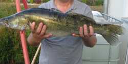 2009 Zander Rg